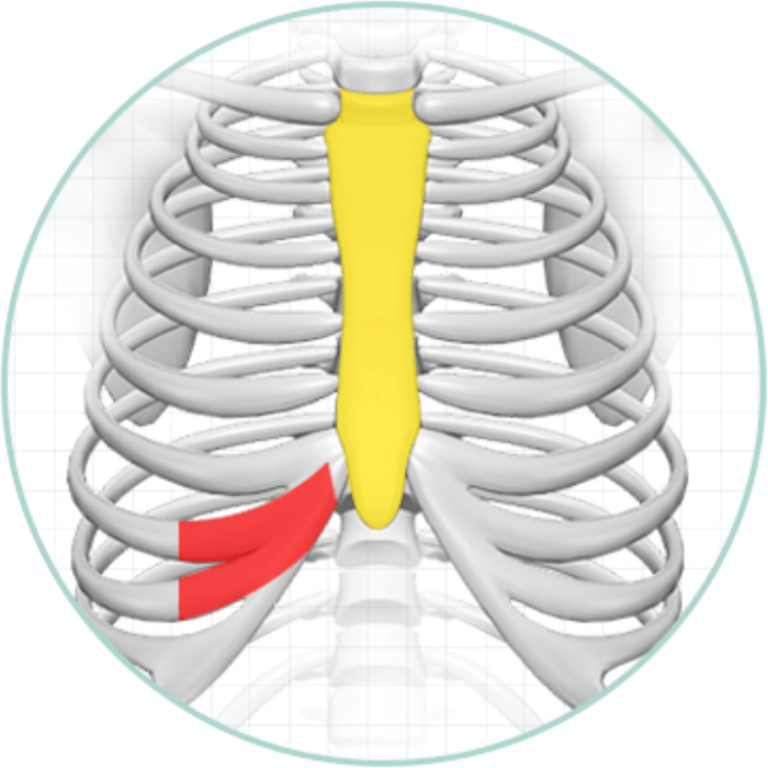 Autologous rib cartilage | Hyundai Aesthetics Plastic Surgery